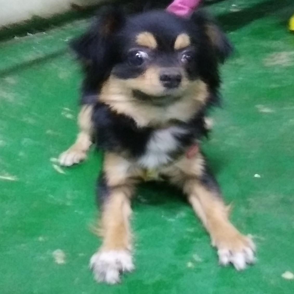 인천광역시수의사회_428352202400070