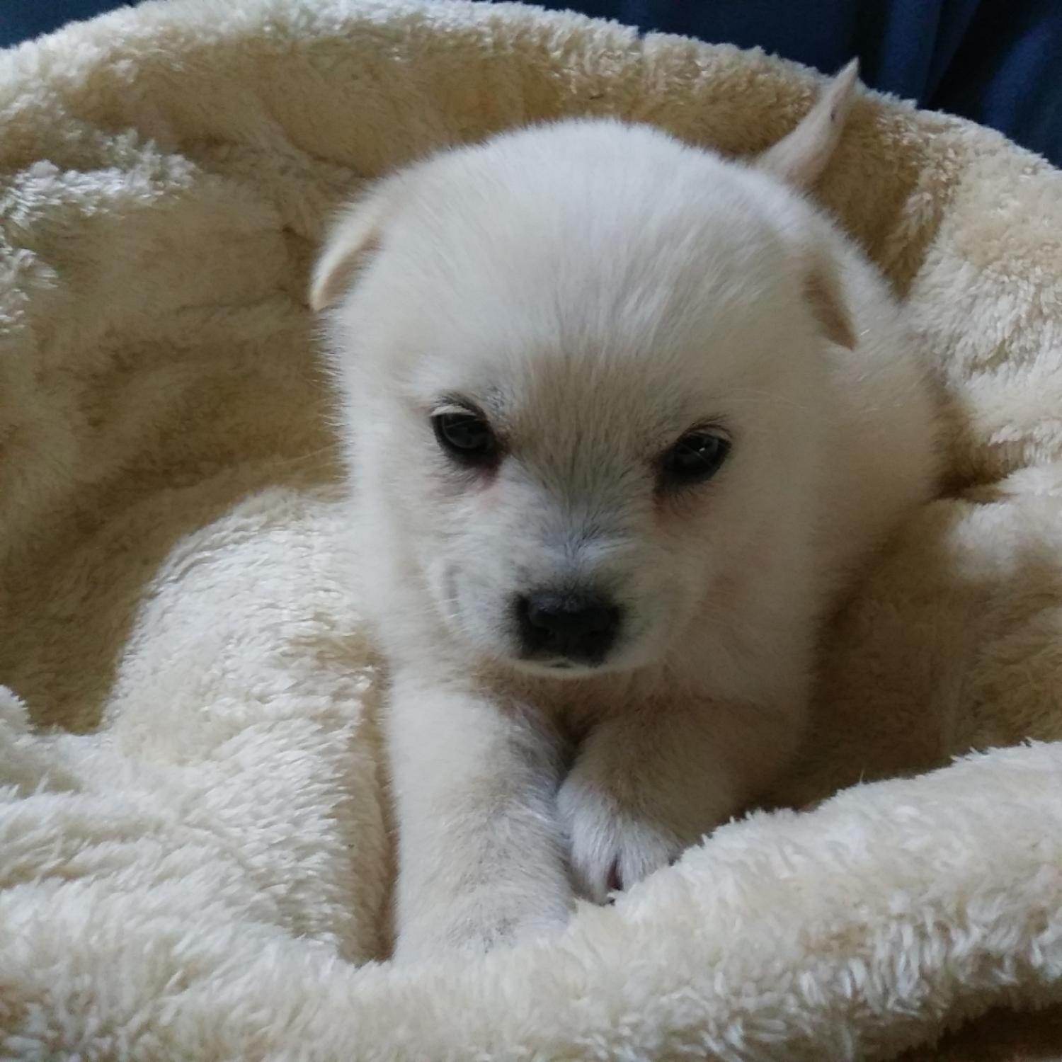 인천광역시수의사회_428352202400072