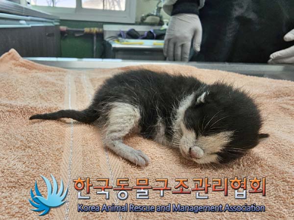 한국동물구조관리협회_411300202400056