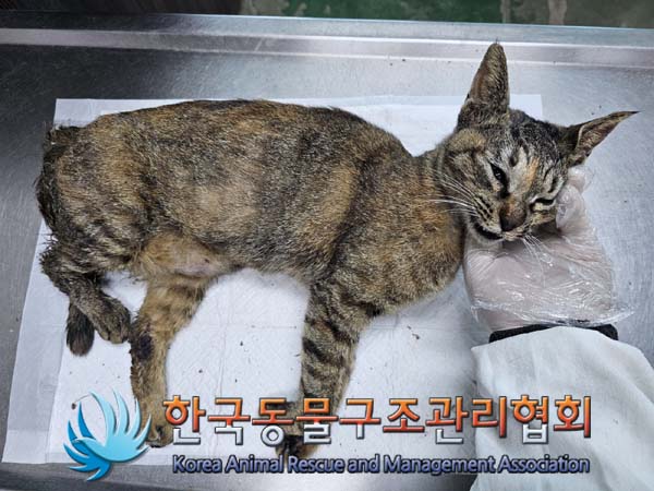 종료(자연사) 한국…