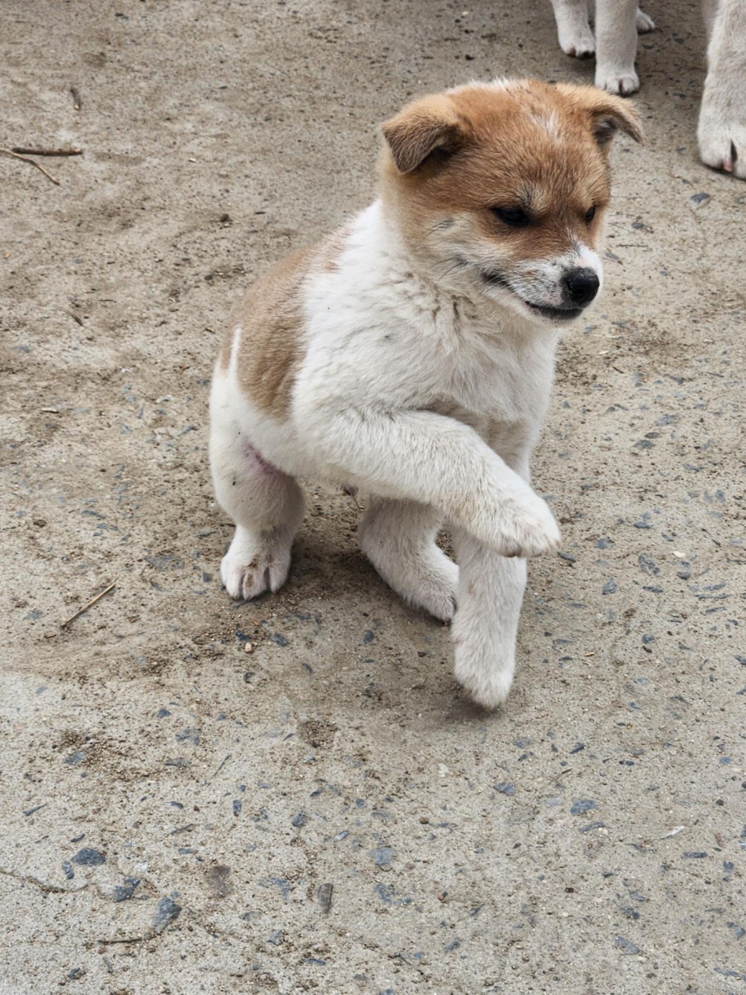 예천군유기동물보호소_447523202400371