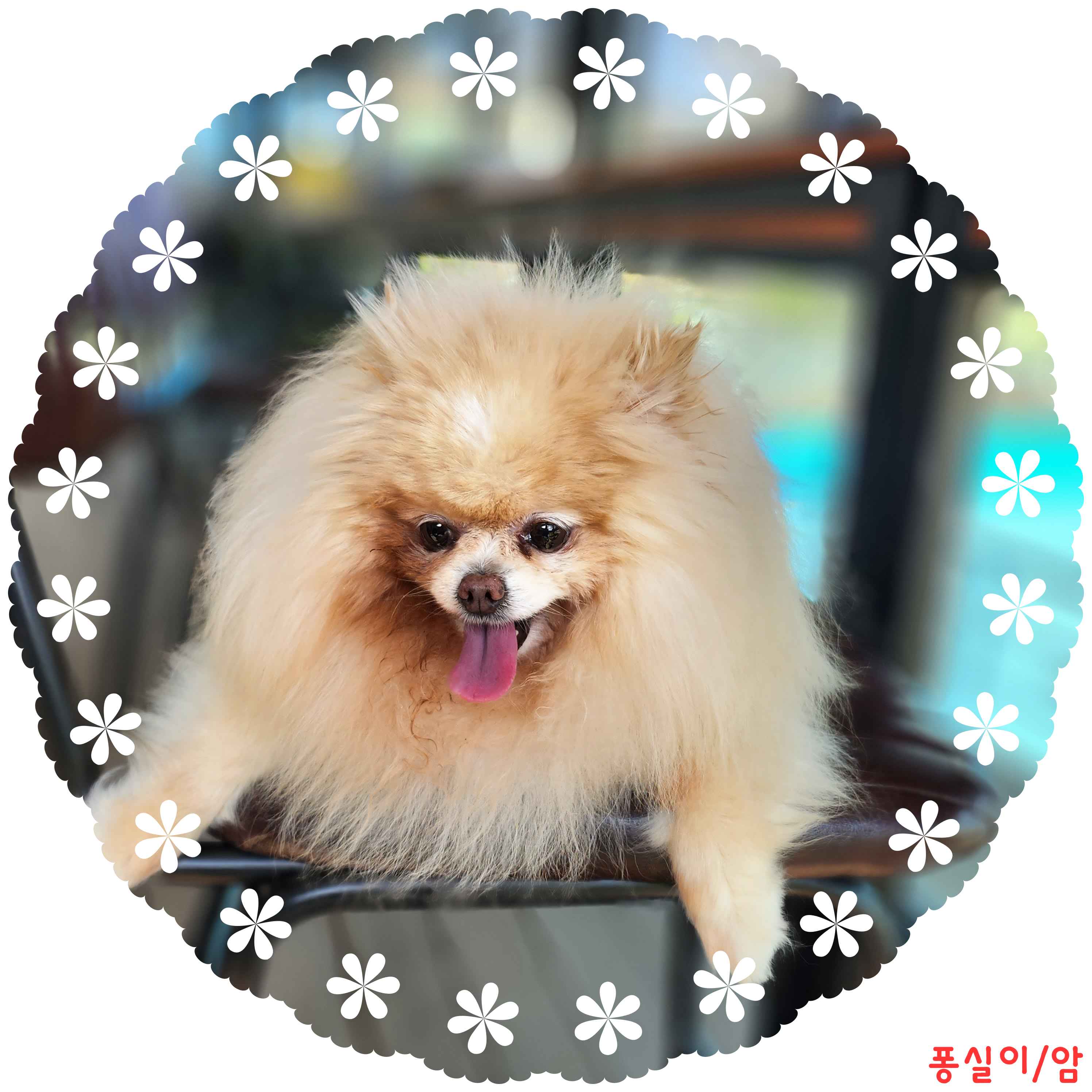 군산유기동물보호센터_445467202400457