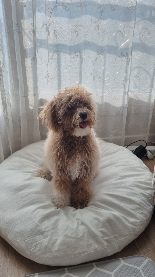 구리반려동물문화센터_441398202400066
