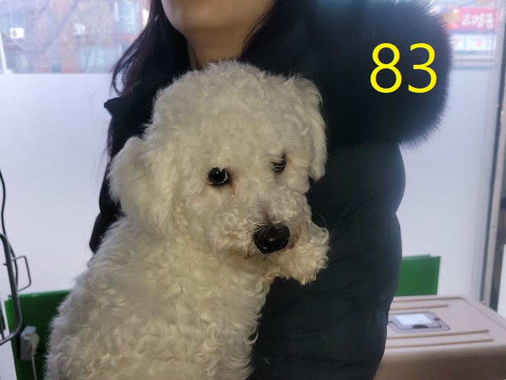 보호중 비숑 프리제…