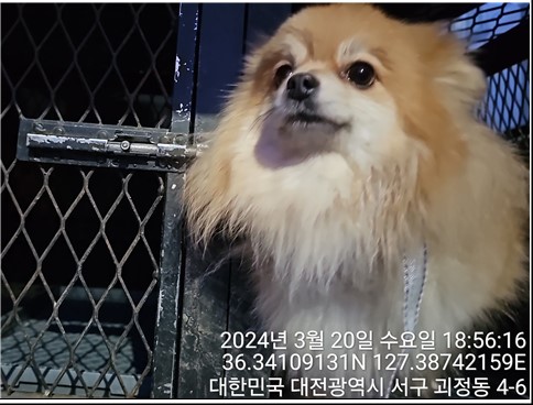 종료(반환) 포메라…