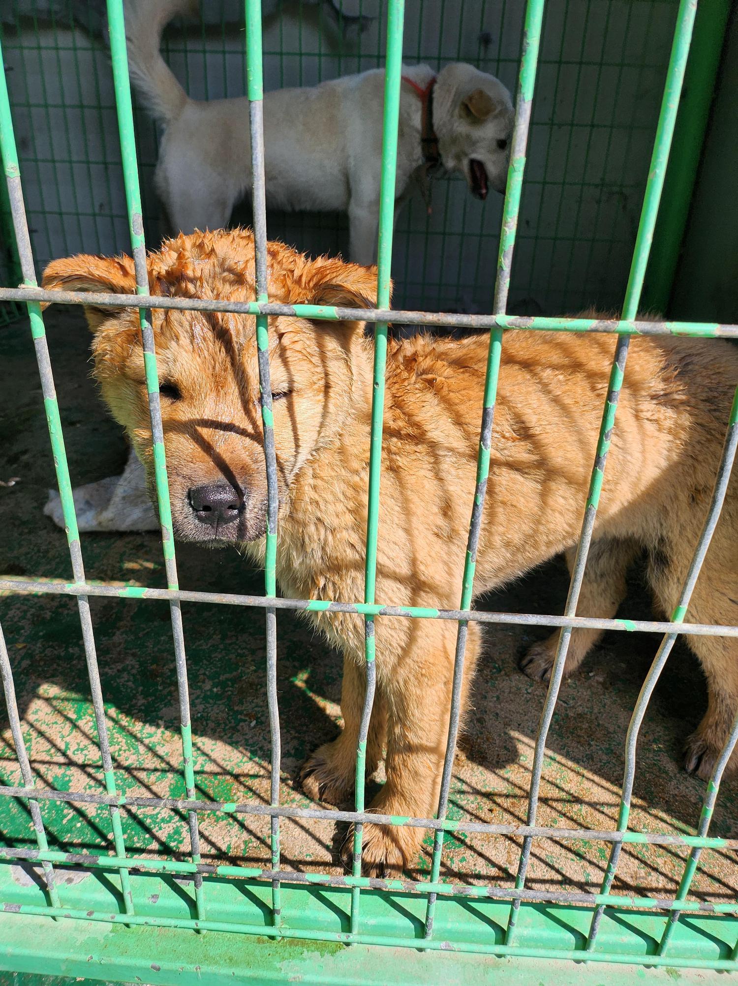 봉화군유기동물보호소_447524202400017