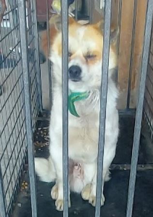 함양군위탁보호소_448546202400118