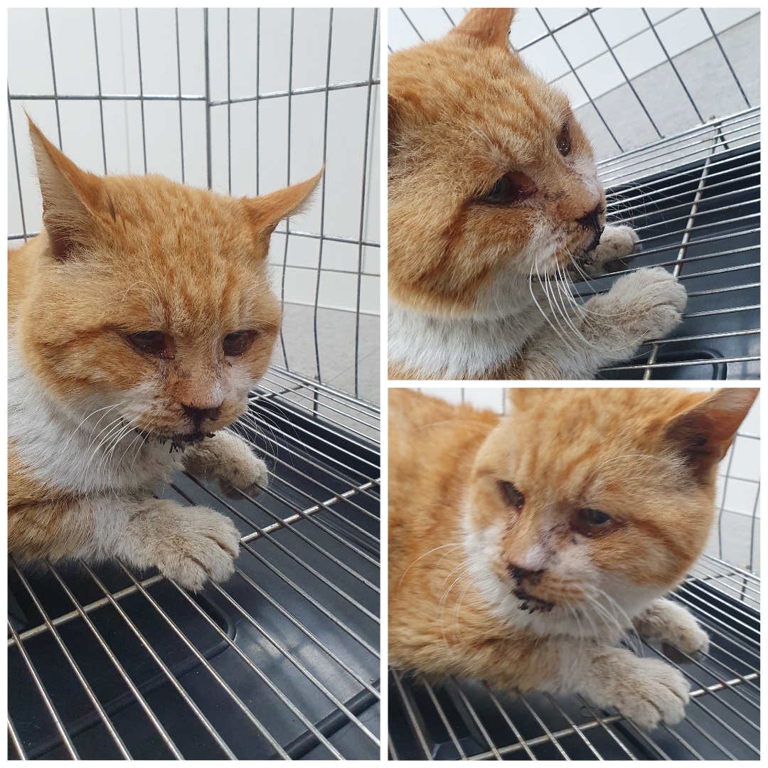 경주동물사랑보호센터_447505202400243