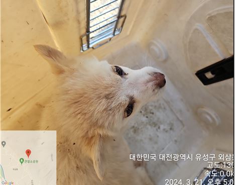 대전동물보호센터_430367202400169