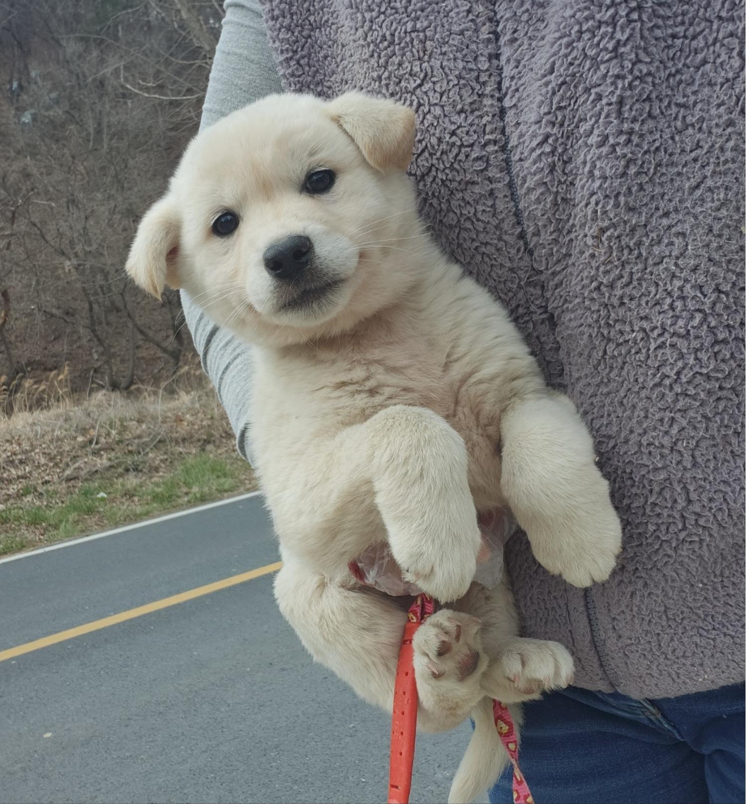 울산유기동물보호센터_431373202400226