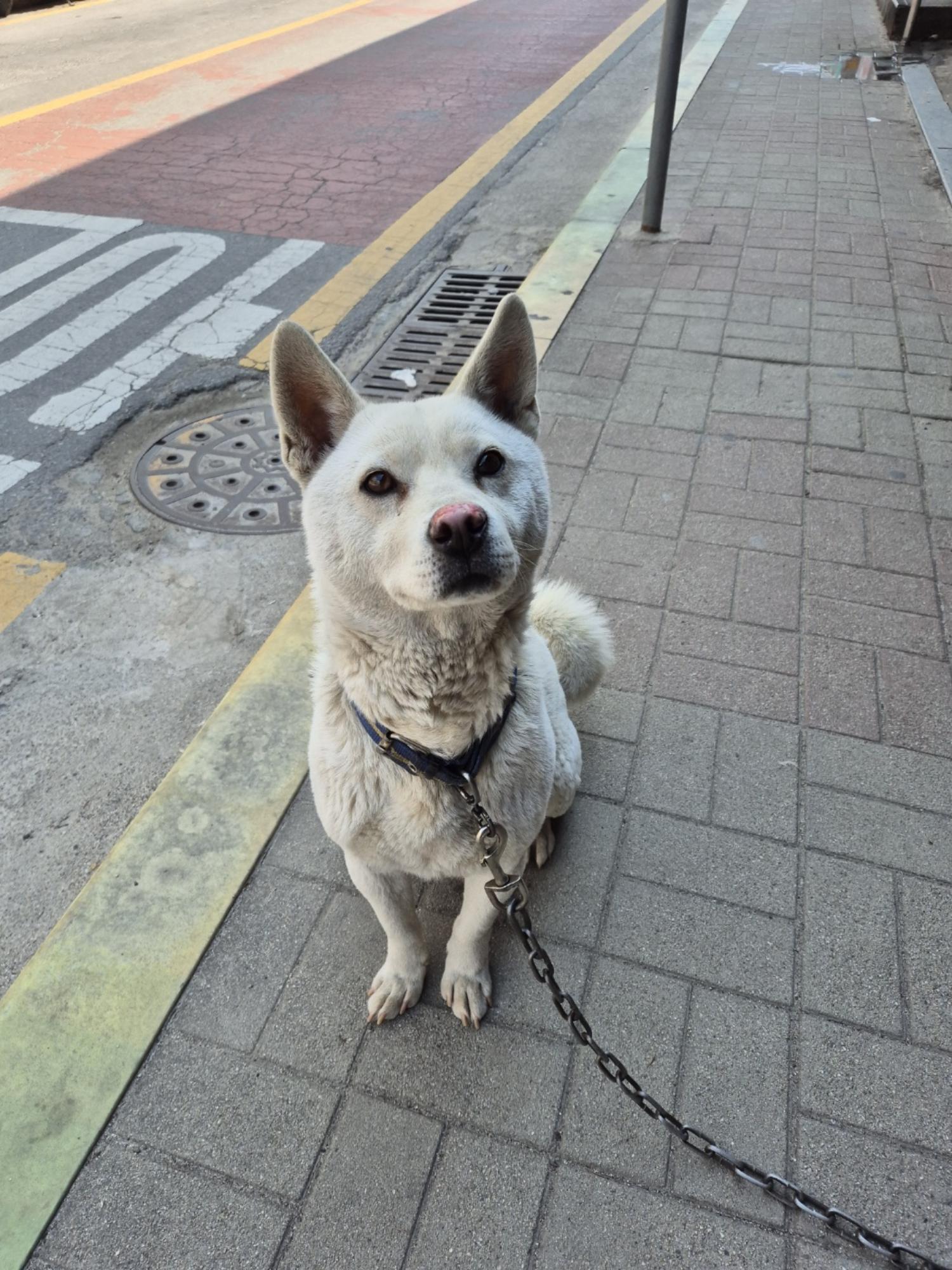 금왕동물병원_443447202400154
