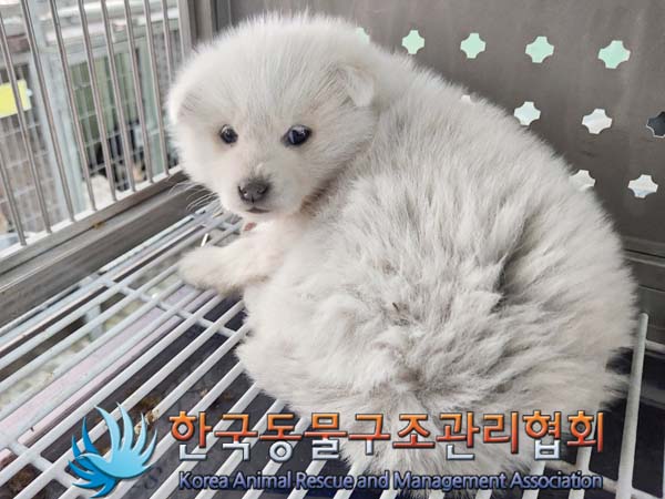 한국동물구조관리협회_441560202400263