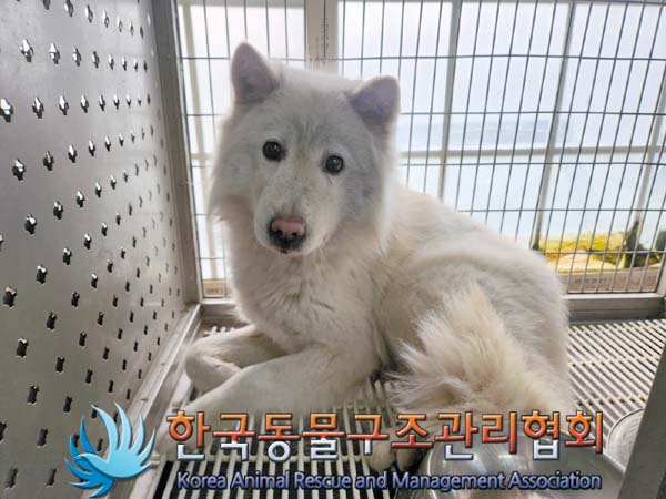한국동물구조관리협회_441409202400322