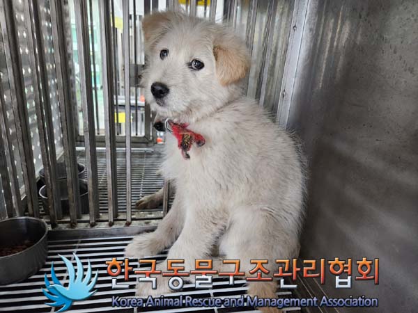 종료(안락사) 믹스…