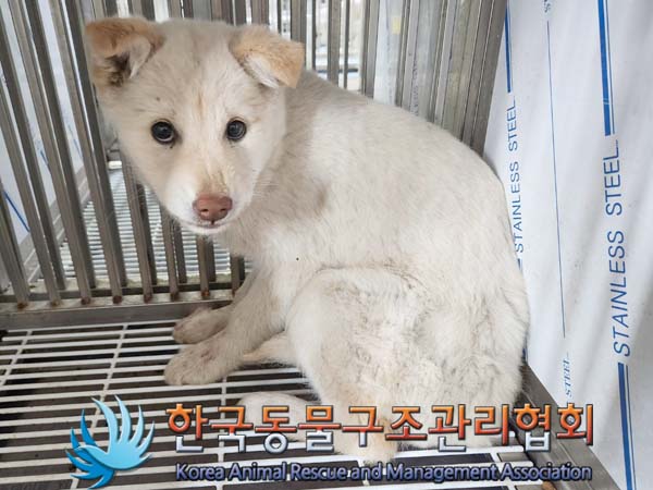 종료(안락사) 믹스…