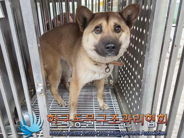 한국동물구조관리협회_441382202400201
