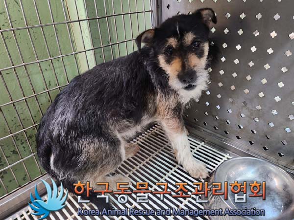 한국동물구조관리협회_441406202400420