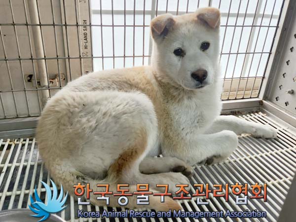 한국동물구조관리협회_441559202400163