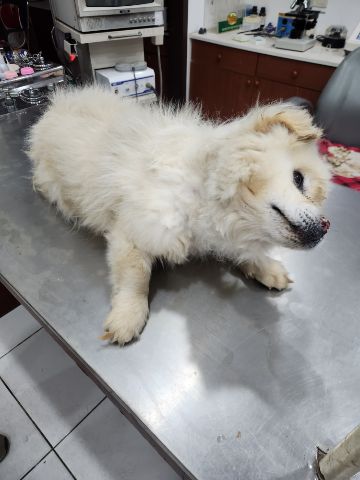 충주시동물보호센터_443439202400111