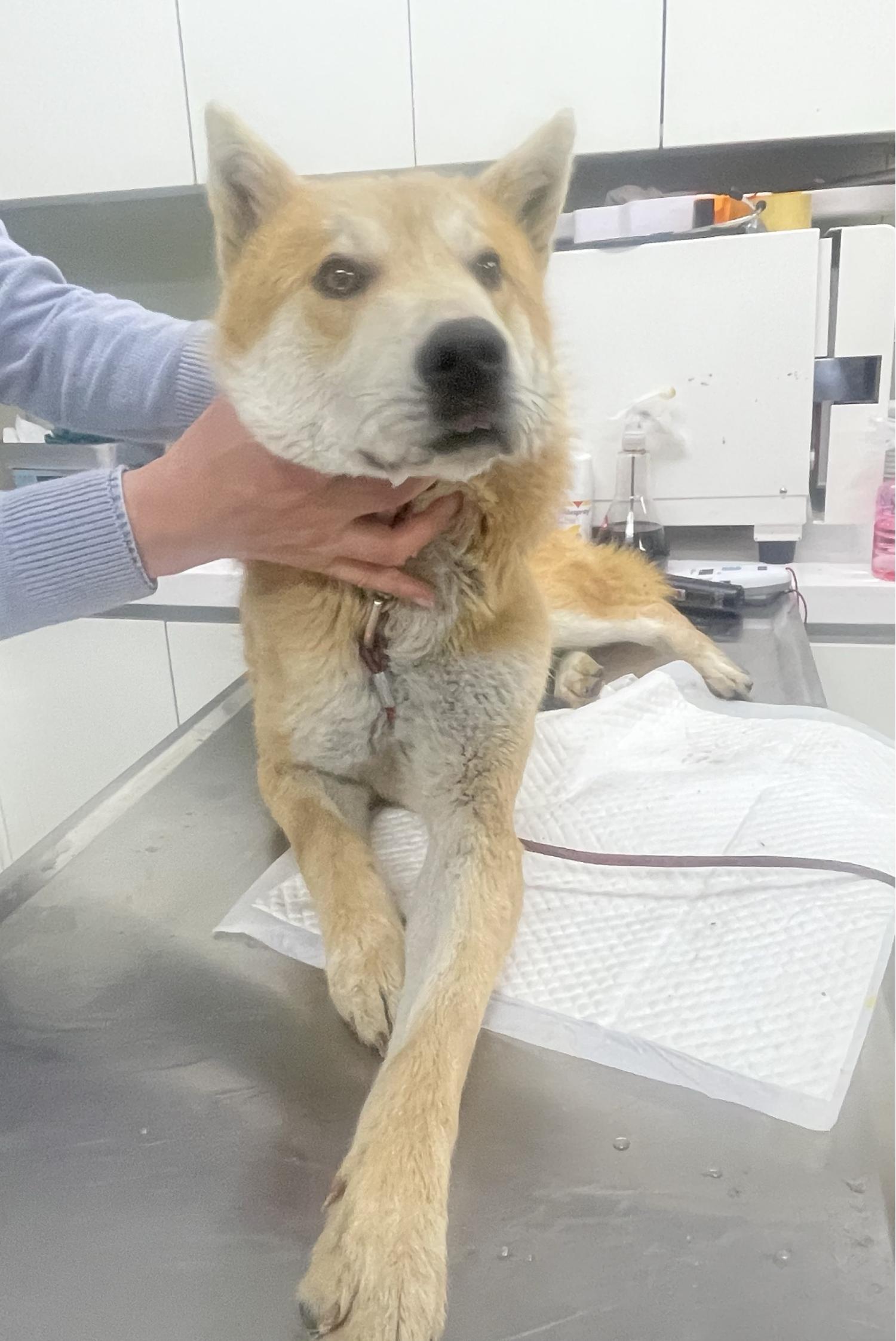 남양주시동물보호센터_441399202400632