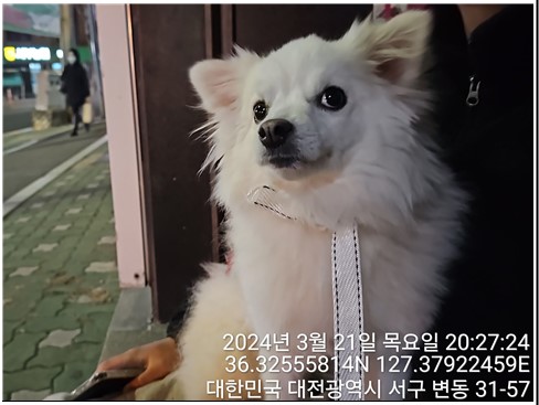 대전동물보호센터_430366202400071