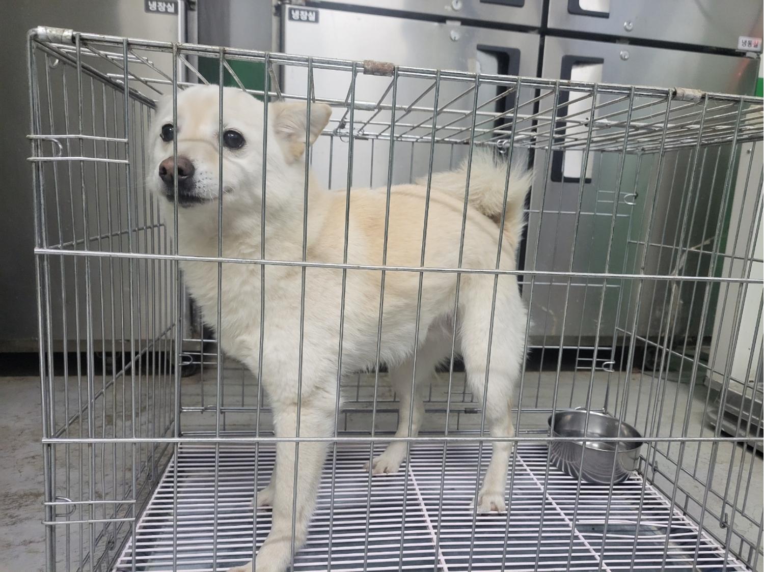 고양시동물보호센터_441394202400467