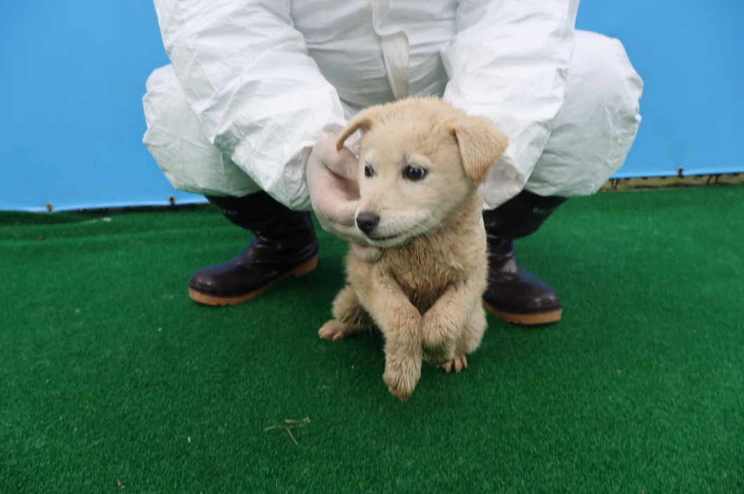 제주 동물보호센터_450650202400896