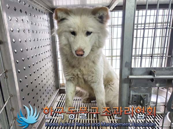 한국동물구조관리협회_441409202400324
