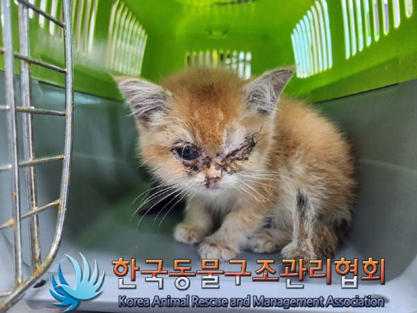한국동물구조관리협회_411307202400093