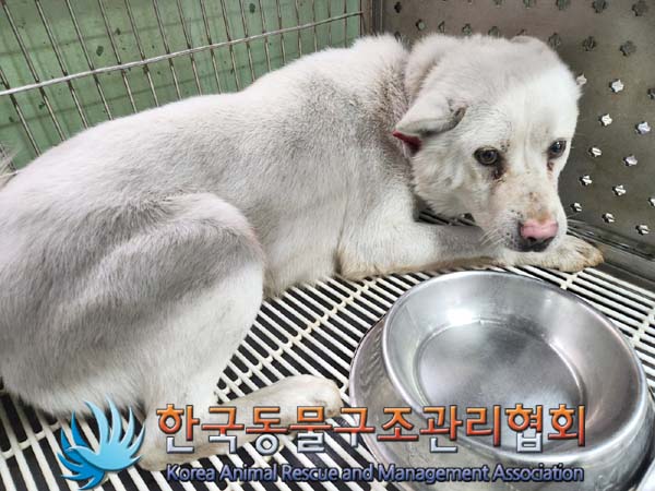 한국동물구조관리협회_441409202400325
