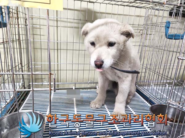 한국동물구조관리협회_441409202400323