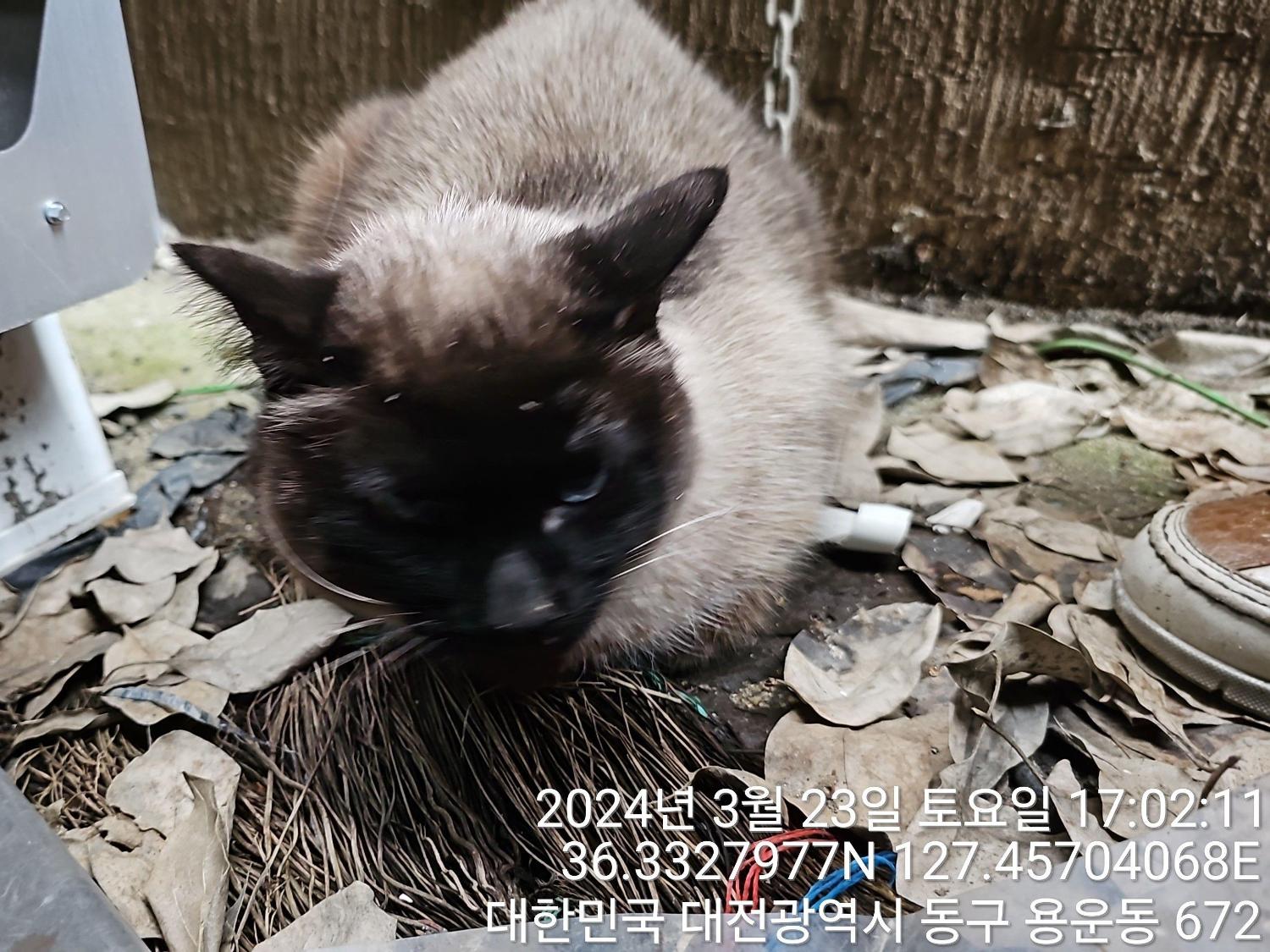 대전동물보호센터_430364202400072