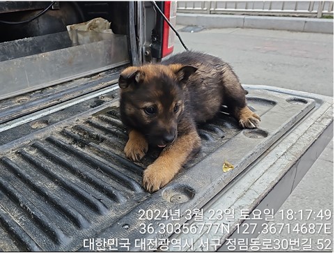 대전동물보호센터_430366202400079