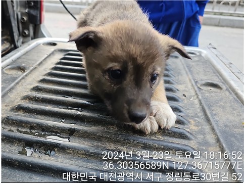 보호중 믹스견의 가…
