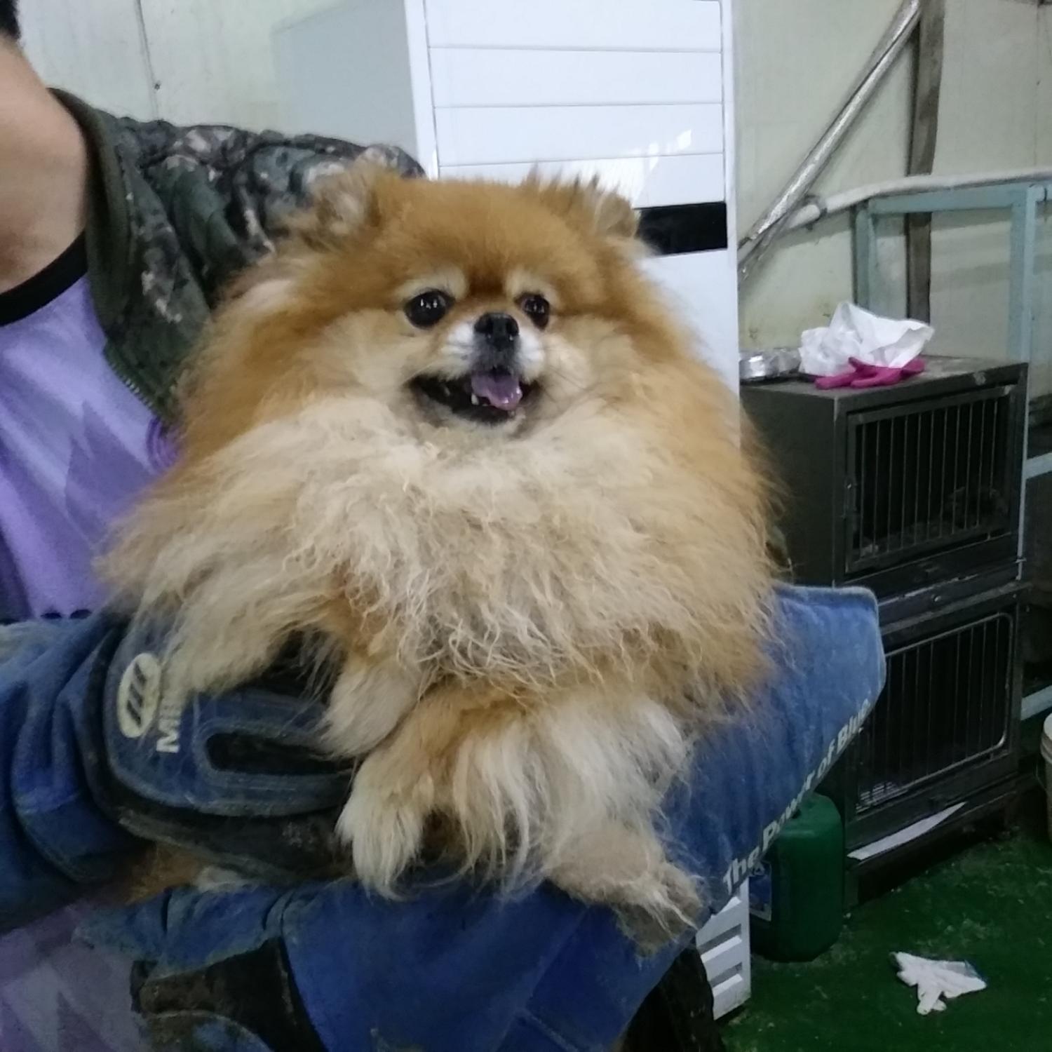 보호중 포메라니안의…