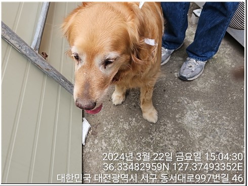 종료(반환) 골든 …