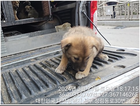 보호중 믹스견의 가…