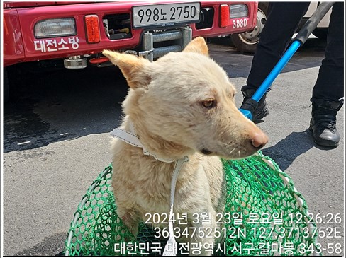 보호중 믹스견의 가…
