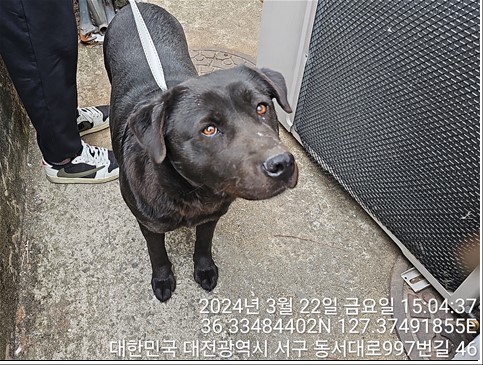 종료(반환) 골든 …