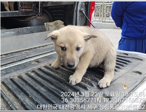 보호중 믹스견의 가…