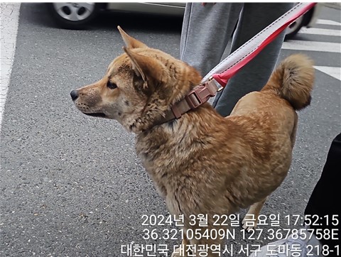 대전동물보호센터_430366202400075