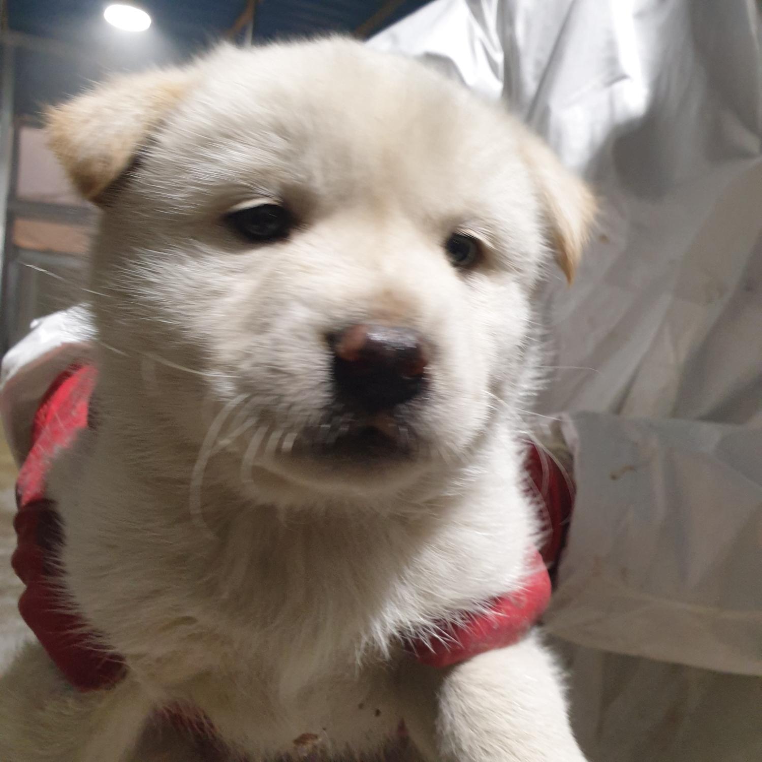 남양동물보호센터_441553202400985