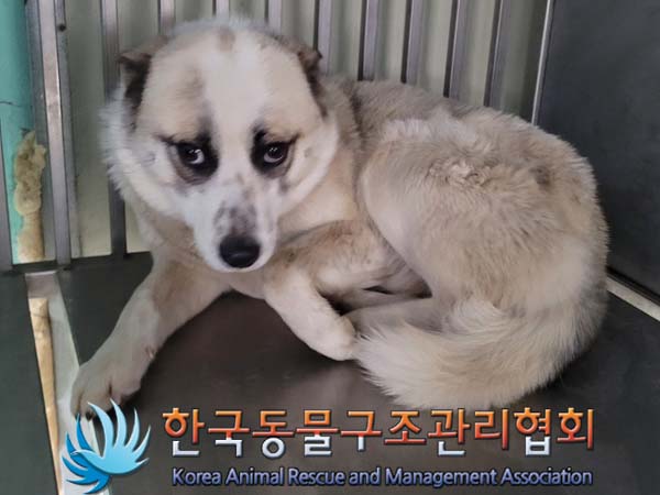 한국동물구조관리협회_441414202400140