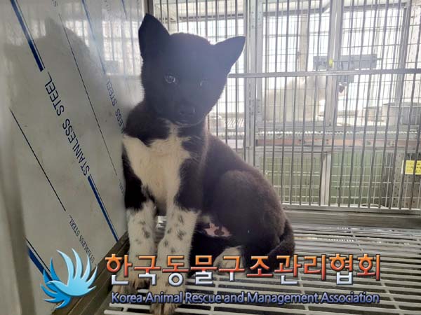 한국동물구조관리협회_441560202400265