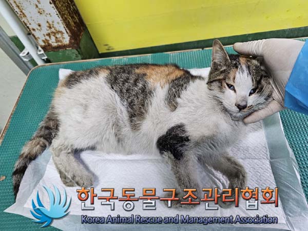 한국동물구조관리협회_411316202400148
