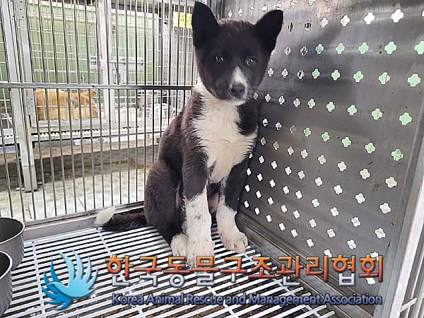 한국동물구조관리협회_441560202400266
