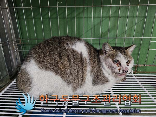 종료(안락사) 한국…