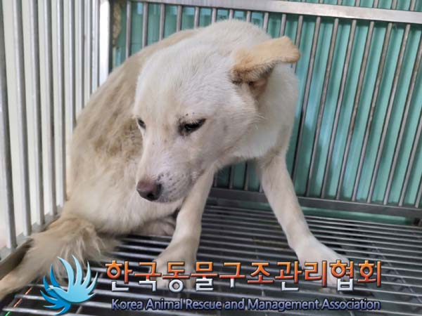 종료(안락사) 믹스…