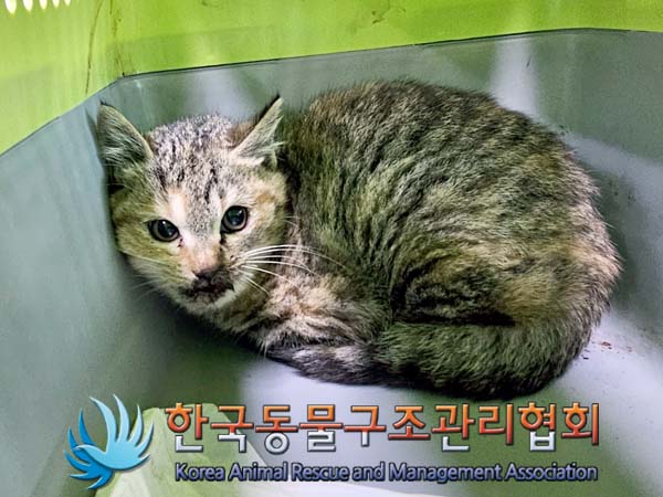 한국동물구조관리협회_411318202400056