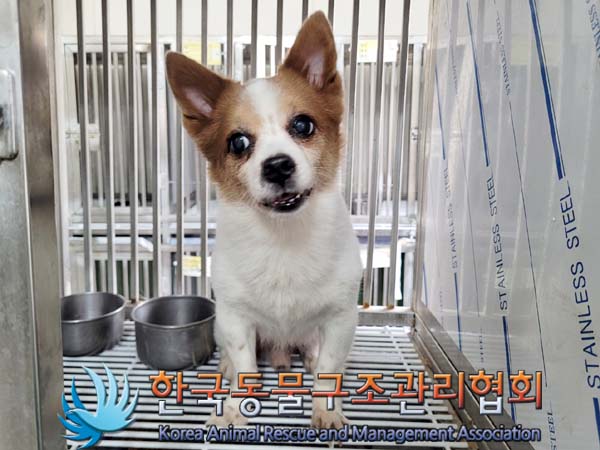 한국동물구조관리협회_411303202400100